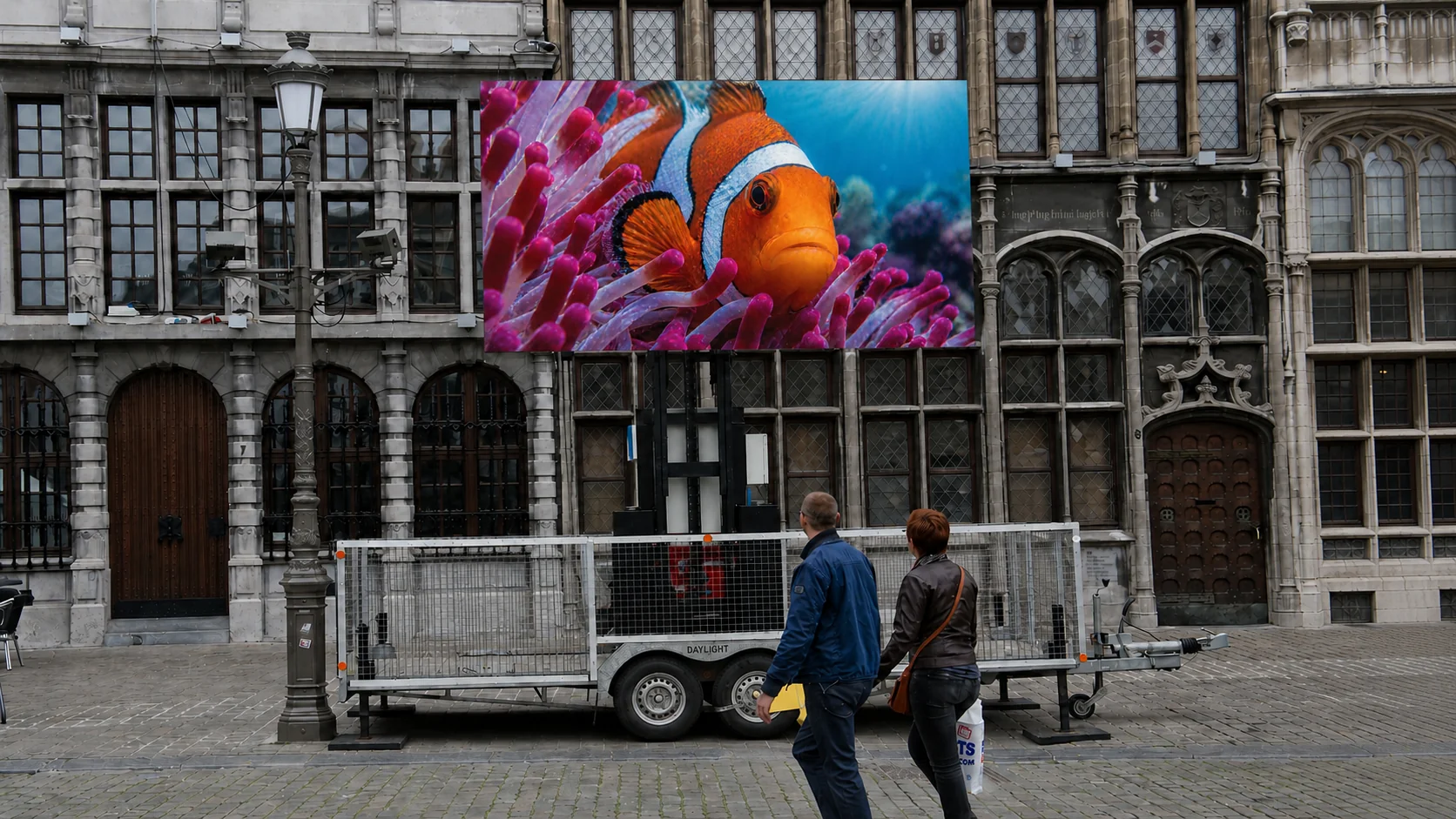Led2move 4mm toont clownvis met levendige kleuren door SMD 3-in-1 RGB